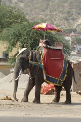 23-Elephant from Amber Fort